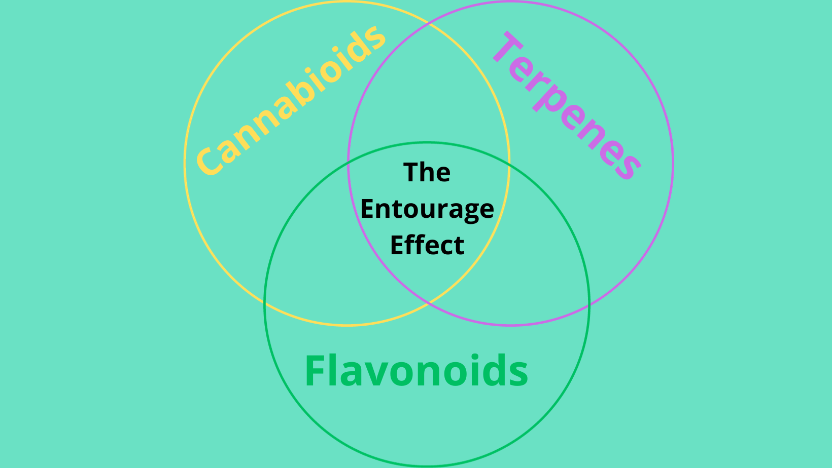 Decoding the Entourage Effect in CBD Oil for Optimal Wellness