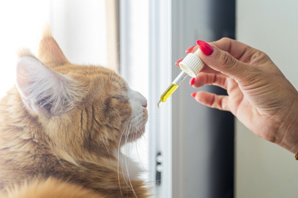 Pawsitive Effects: CBD Oil For Pets